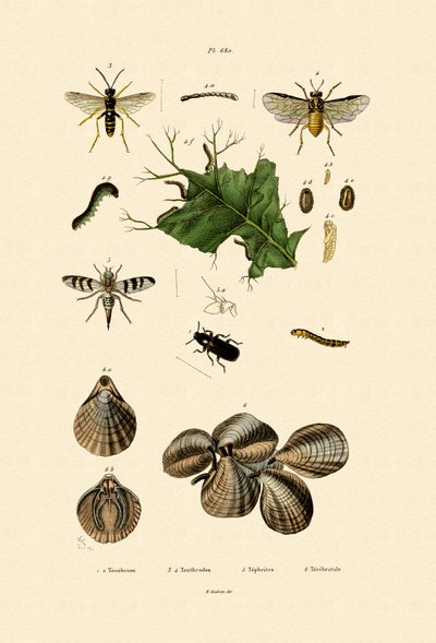 Mealworm Beetle by French School